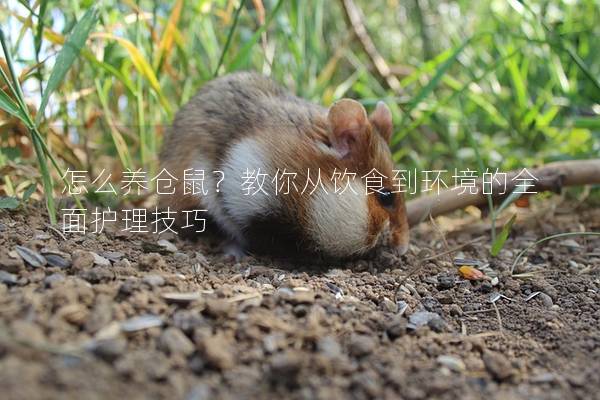 怎么养仓鼠？教你从饮食到环境的全面护理技巧