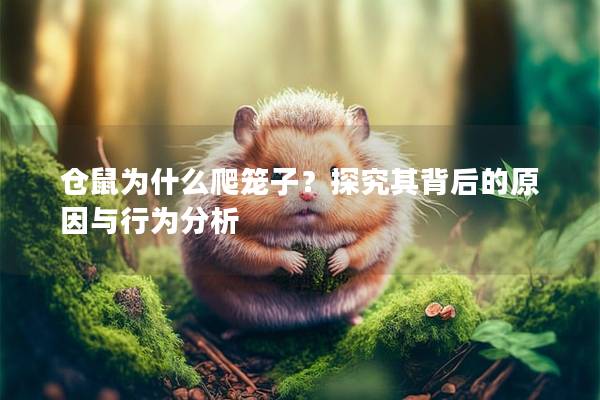 仓鼠为什么爬笼子？探究其背后的原因与行为分析