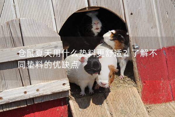 仓鼠夏天用什么垫料更舒适？了解不同垫料的优缺点