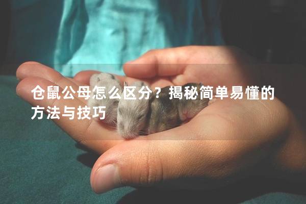 仓鼠公母怎么区分？揭秘简单易懂的方法与技巧