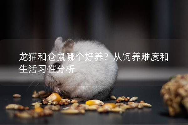 龙猫和仓鼠哪个好养？从饲养难度和生活习性分析