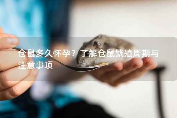 仓鼠多久怀孕？了解仓鼠繁殖周期与注意事项