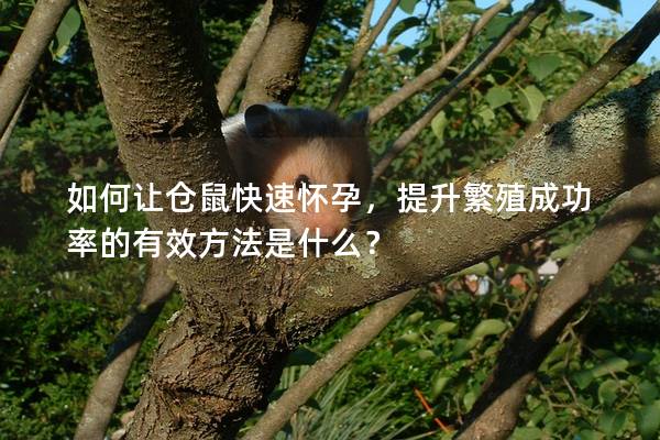 如何让仓鼠快速怀孕，提升繁殖成功率的有效方法是什么？