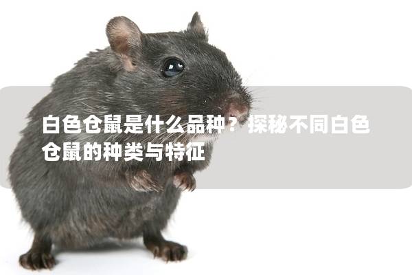 白色仓鼠是什么品种？探秘不同白色仓鼠的种类与特征