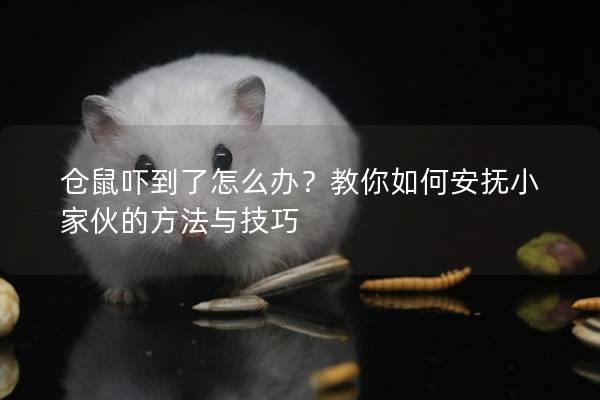 仓鼠吓到了怎么办？教你如何安抚小家伙的方法与技巧