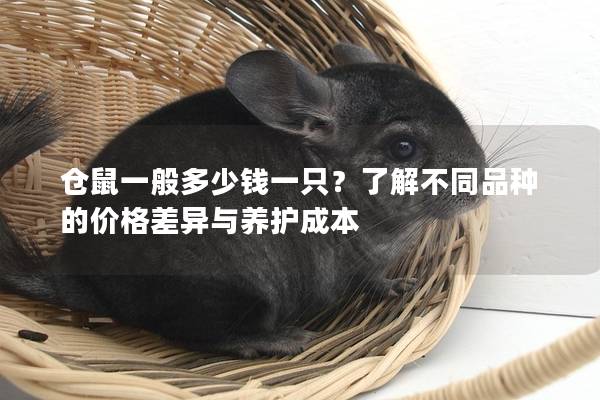 仓鼠一般多少钱一只？了解不同品种的价格差异与养护成本