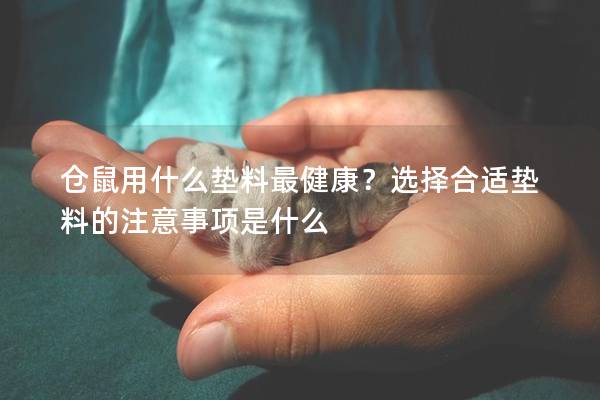 仓鼠用什么垫料最健康？选择合适垫料的注意事项是什么