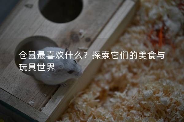 仓鼠最喜欢什么？探索它们的美食与玩具世界