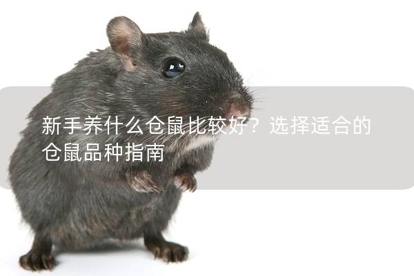 新手养什么仓鼠比较好？选择适合的仓鼠品种指南