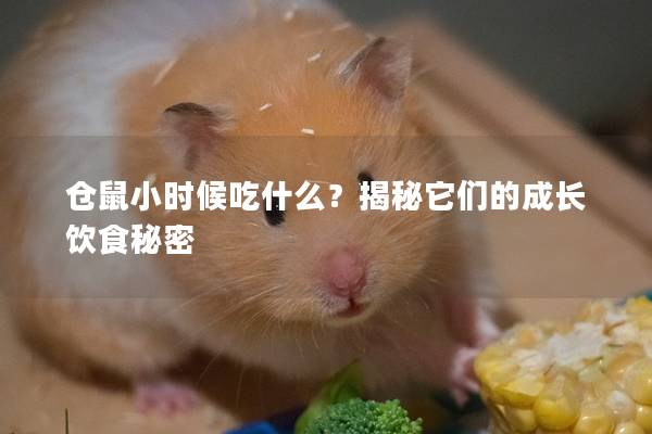 仓鼠小时候吃什么？揭秘它们的成长饮食秘密