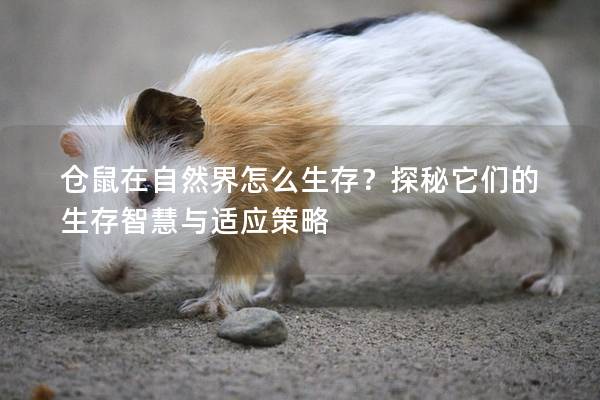 仓鼠在自然界怎么生存？探秘它们的生存智慧与适应策略