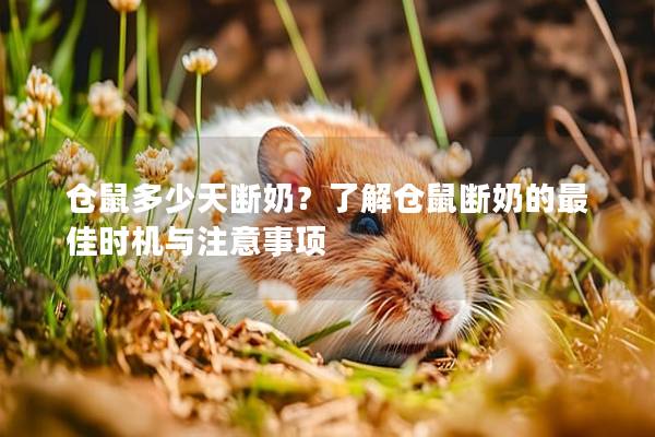 仓鼠多少天断奶？了解仓鼠断奶的最佳时机与注意事项