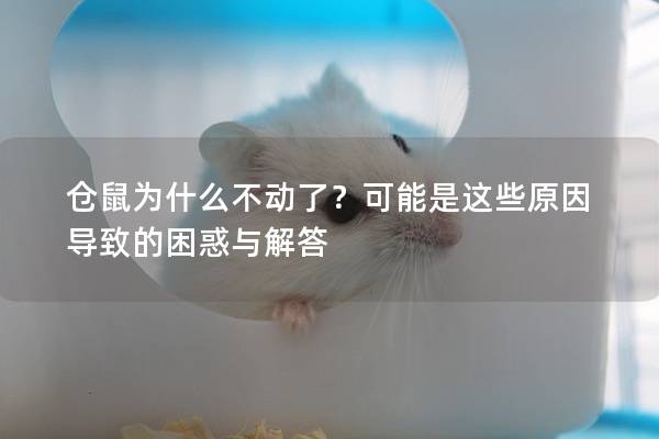 仓鼠为什么不动了？可能是这些原因导致的困惑与解答