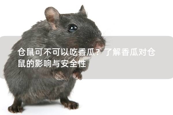 仓鼠可不可以吃香瓜？了解香瓜对仓鼠的影响与安全性