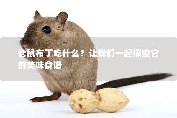 仓鼠布丁吃什么？让我们一起探索它的美味食谱