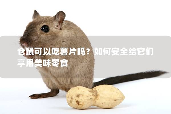 仓鼠可以吃薯片吗？如何安全给它们享用美味零食