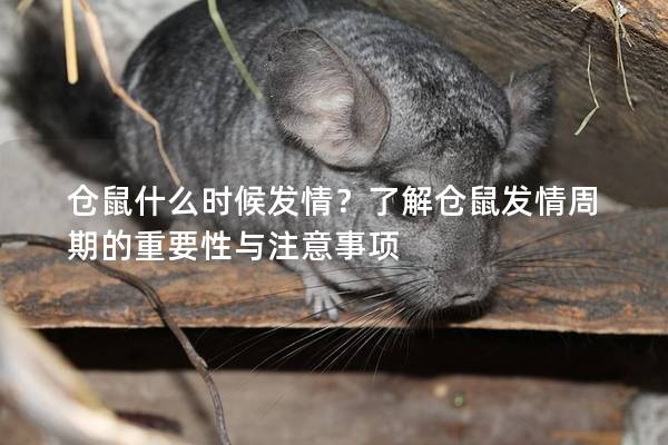 仓鼠什么时候发情？了解仓鼠发情周期的重要性与注意事项