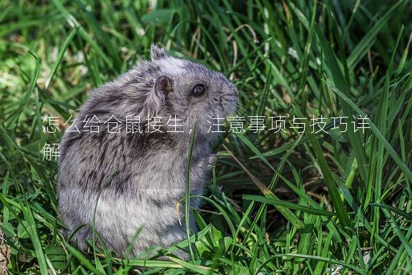 怎么给仓鼠接生，注意事项与技巧详解