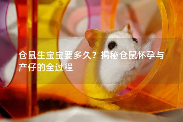 仓鼠生宝宝要多久？揭秘仓鼠怀孕与产仔的全过程