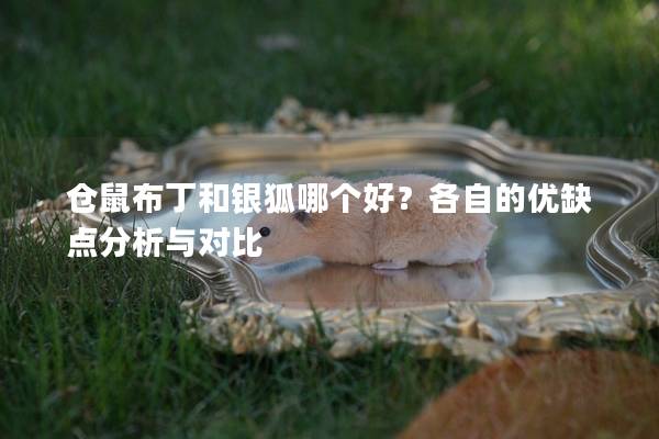 仓鼠布丁和银狐哪个好？各自的优缺点分析与对比