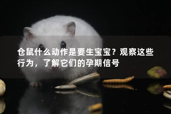 仓鼠什么动作是要生宝宝？观察这些行为，了解它们的孕期信号