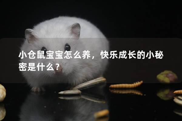 小仓鼠宝宝怎么养，快乐成长的小秘密是什么？