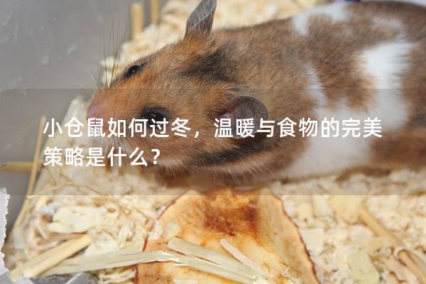 小仓鼠如何过冬，温暖与食物的完美策略是什么？