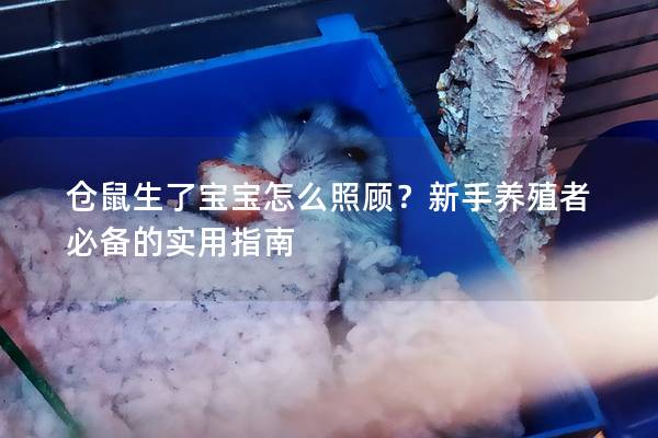 仓鼠生了宝宝怎么照顾？新手养殖者必备的实用指南