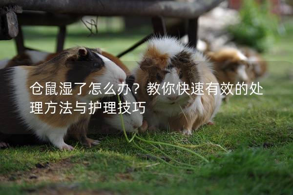 仓鼠湿了怎么办？教你快速有效的处理方法与护理技巧