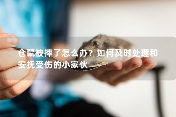 仓鼠被摔了怎么办？如何及时处理和安抚受伤的小家伙