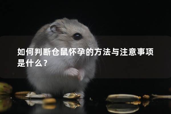 如何判断仓鼠怀孕的方法与注意事项是什么？