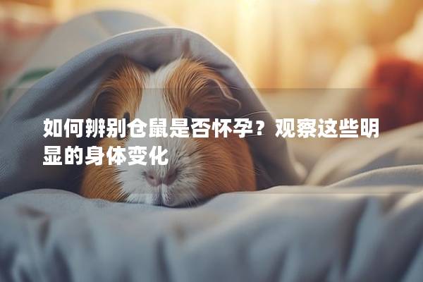 如何辨别仓鼠是否怀孕？观察这些明显的身体变化