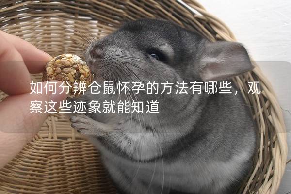 如何分辨仓鼠怀孕的方法有哪些，观察这些迹象就能知道