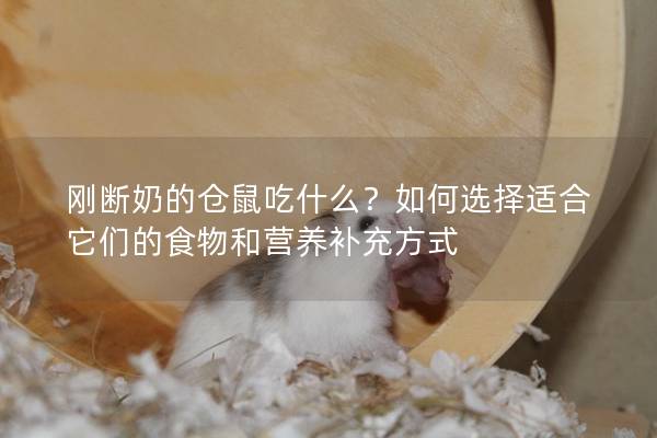 刚断奶的仓鼠吃什么？如何选择适合它们的食物和营养补充方式