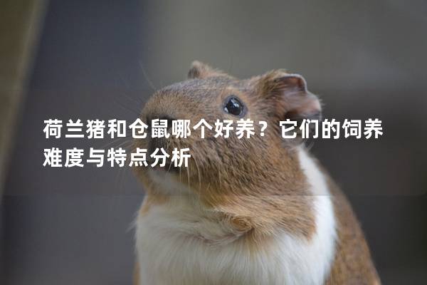 荷兰猪和仓鼠哪个好养？它们的饲养难度与特点分析