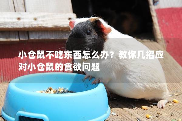 小仓鼠不吃东西怎么办？教你几招应对小仓鼠的食欲问题