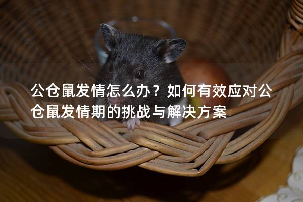 公仓鼠发情怎么办？如何有效应对公仓鼠发情期的挑战与解决方案