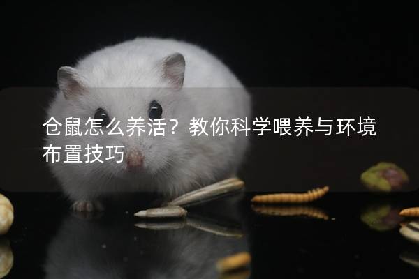 仓鼠怎么养活？教你科学喂养与环境布置技巧