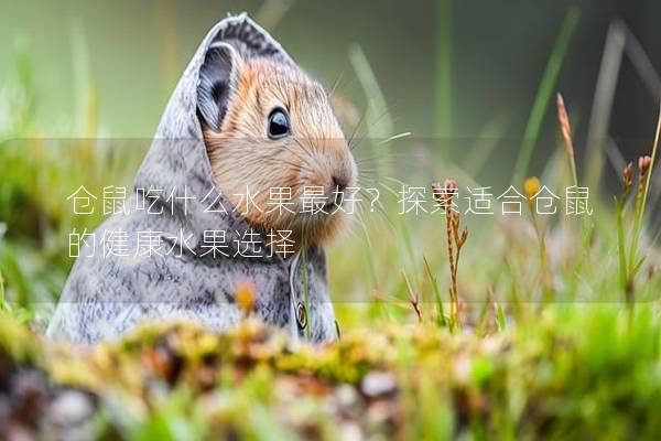 仓鼠吃什么水果最好？探索适合仓鼠的健康水果选择