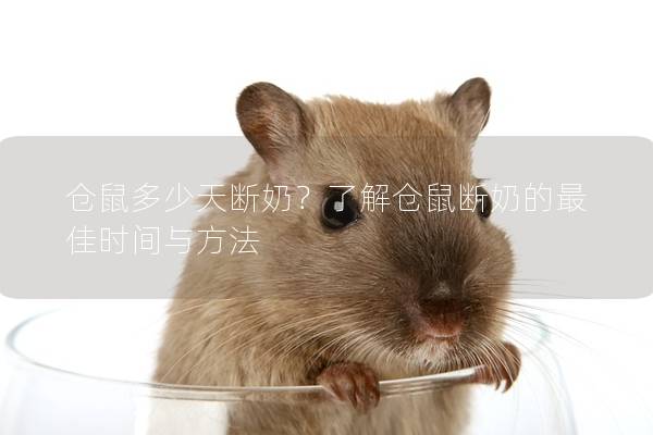 仓鼠多少天断奶？了解仓鼠断奶的最佳时间与方法