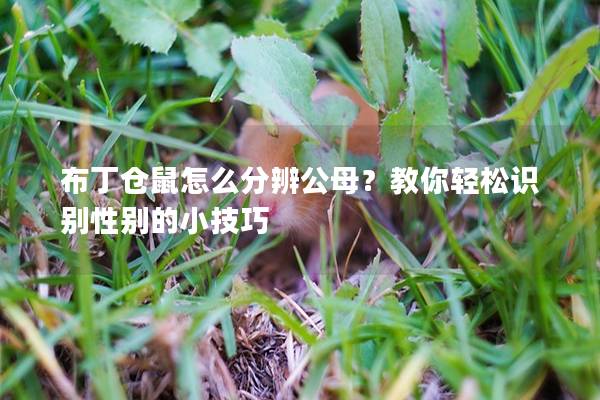 布丁仓鼠怎么分辨公母？教你轻松识别性别的小技巧