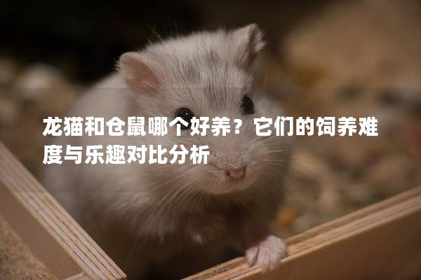 龙猫和仓鼠哪个好养？它们的饲养难度与乐趣对比分析