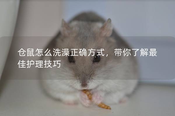 仓鼠怎么洗澡正确方式，带你了解最佳护理技巧