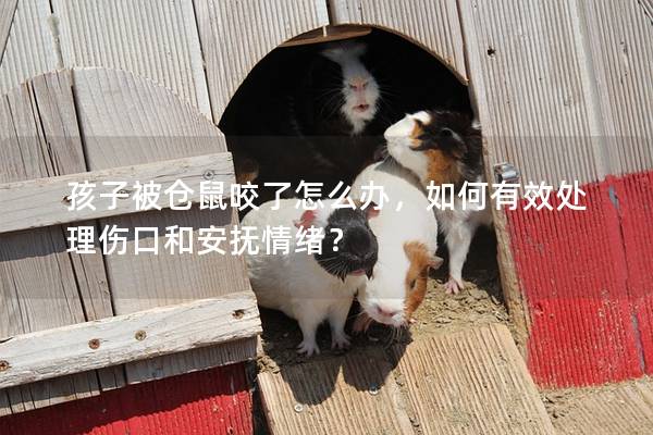 孩子被仓鼠咬了怎么办，如何有效处理伤口和安抚情绪？