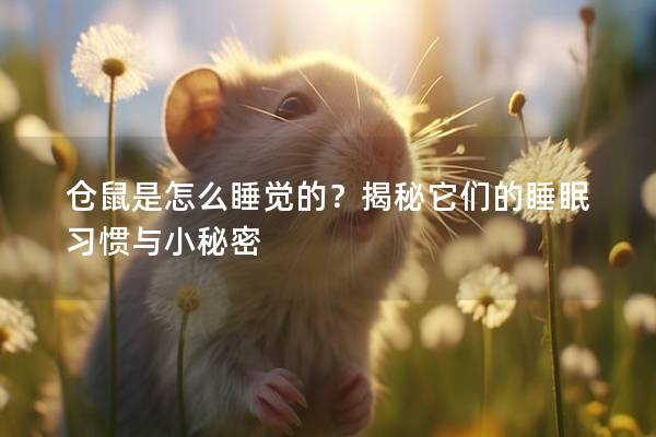 仓鼠是怎么睡觉的？揭秘它们的睡眠习惯与小秘密