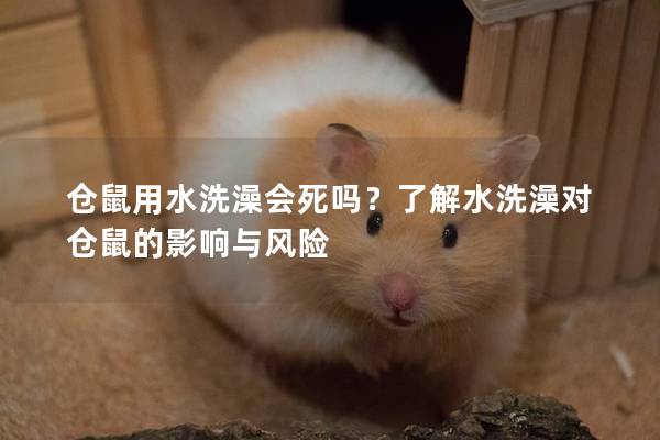 仓鼠用水洗澡会死吗？了解水洗澡对仓鼠的影响与风险