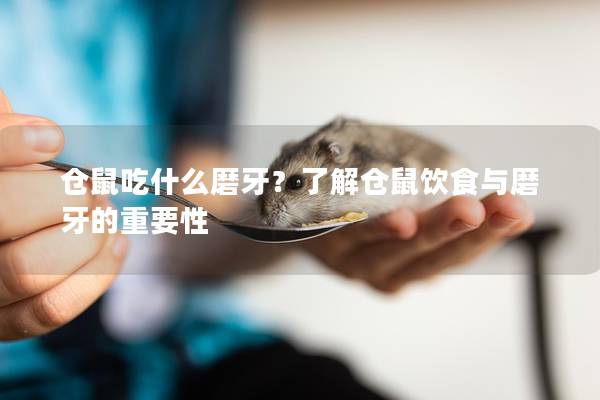 仓鼠吃什么磨牙？了解仓鼠饮食与磨牙的重要性