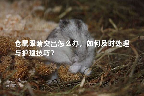 仓鼠眼睛突出怎么办，如何及时处理与护理技巧？