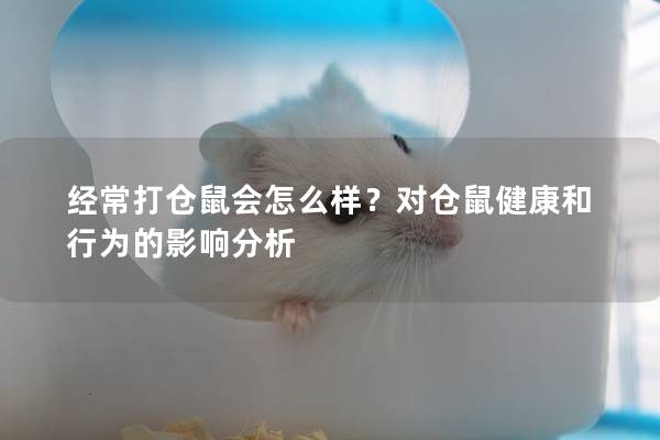 经常打仓鼠会怎么样？对仓鼠健康和行为的影响分析