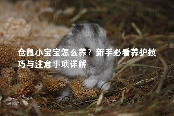 仓鼠小宝宝怎么养？新手必看养护技巧与注意事项详解